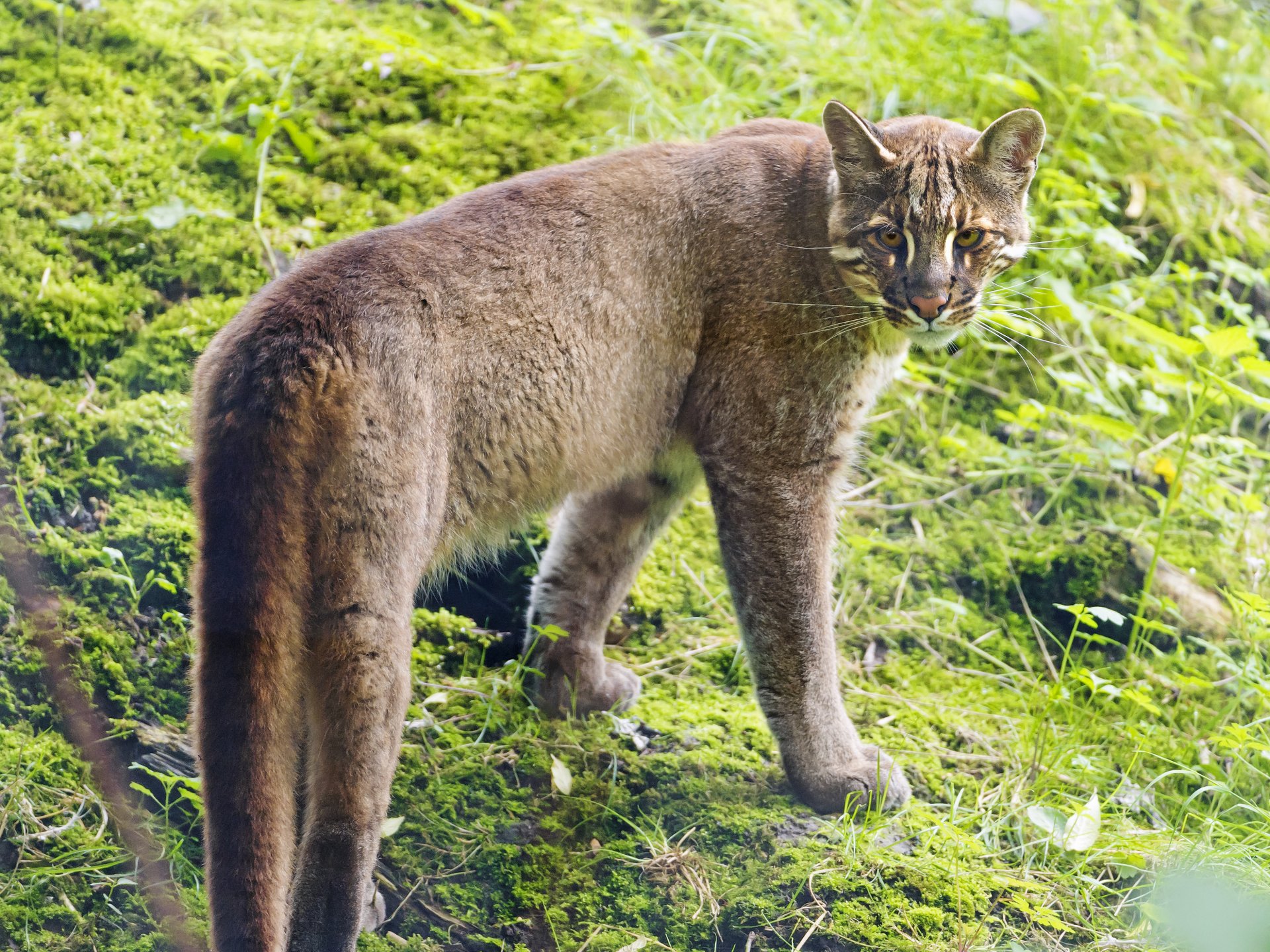 temminka chat doré chat ©tambako the jaguar