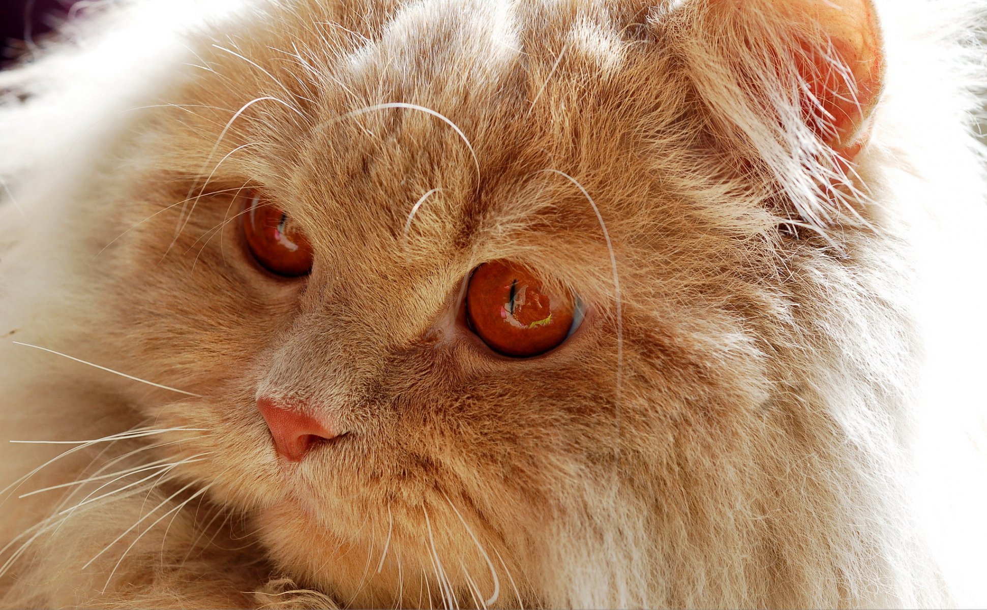 katze kätzchen rot flauschig