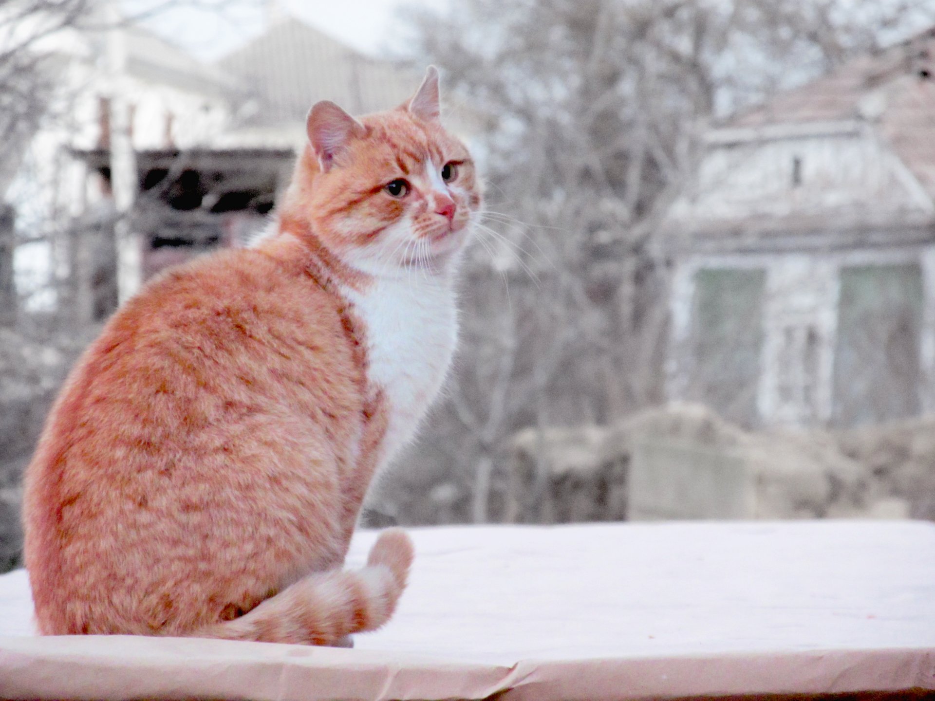 gatto animale rosso gatto