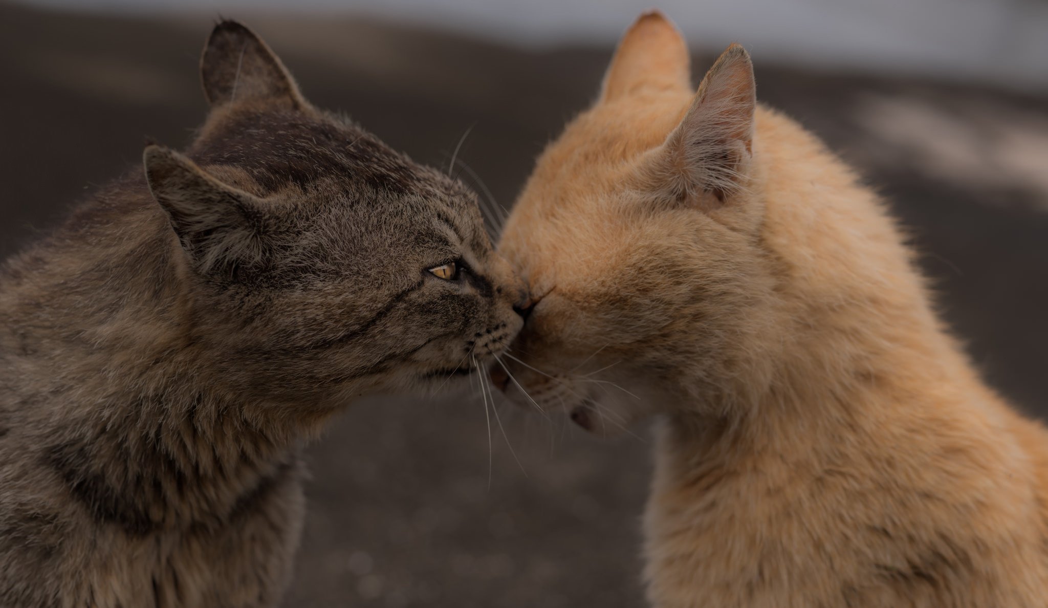 коты котэ кошаки встреча фон