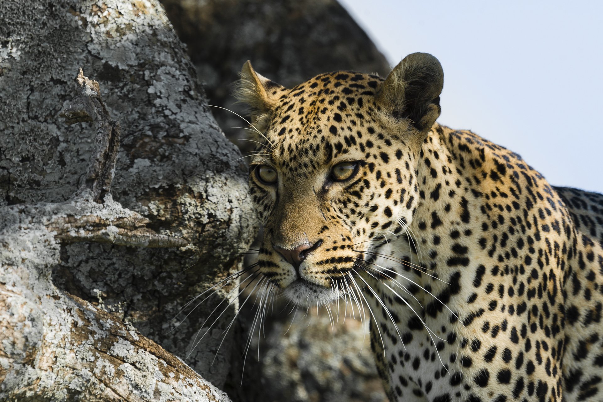 leopardo hocico bigote mirada