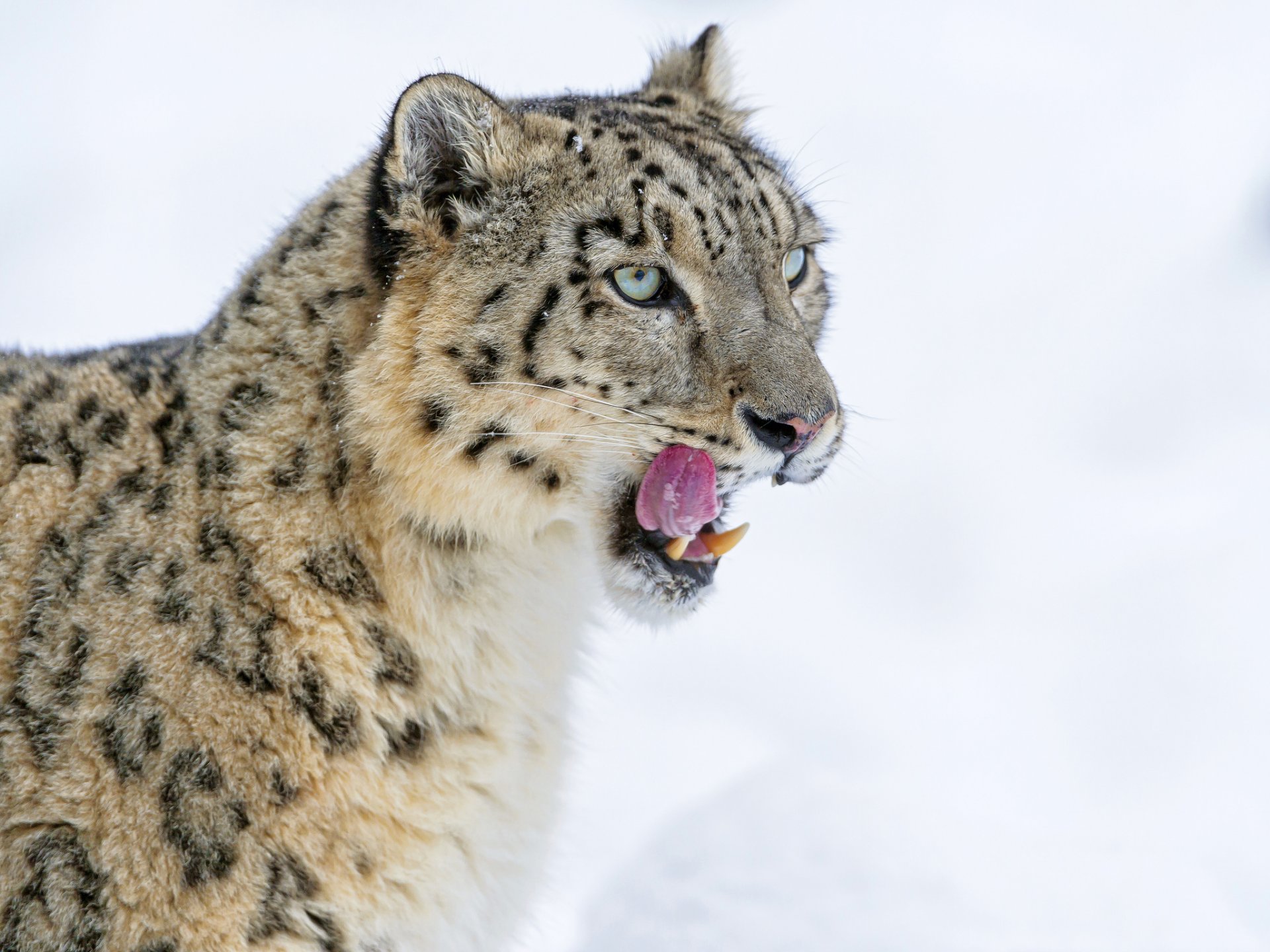 leopardo de las nieves irbis gato grande lengua colmillos