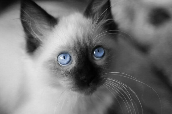 Chat aux yeux bleu vif