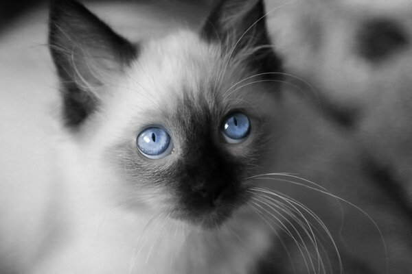 Gatto con gli occhi blu brillante