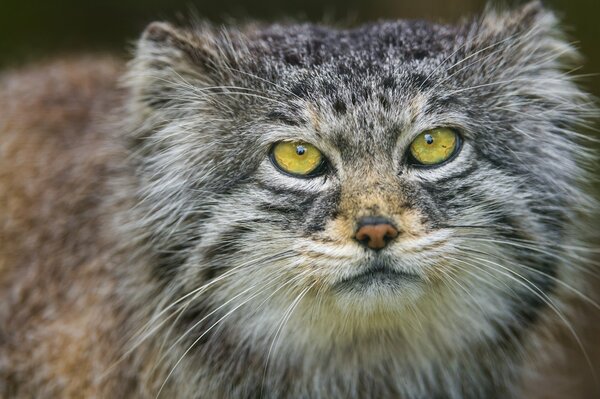 Grünäugige Katze schaut in die Kamera Foto