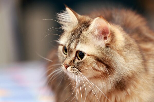 Chat poilu roux sur une promenade