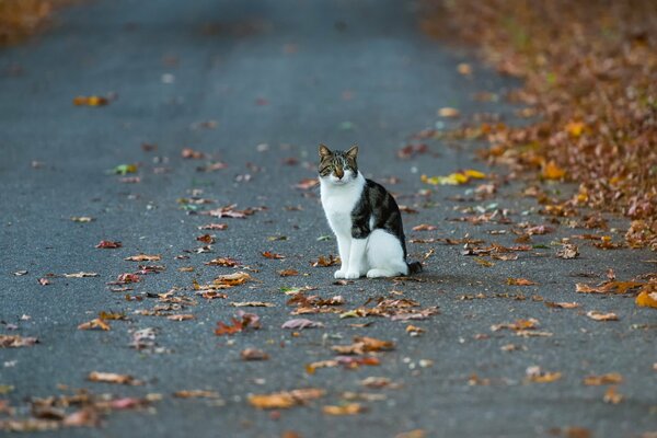 The cat is sitting in the middle of the road on the street in autumn