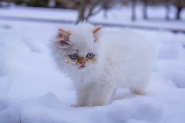 Weißes blauäugiges Baby im Schnee