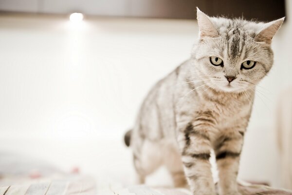 A cat in a well-lit room