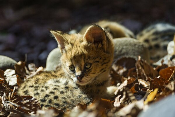 Kids cats of the serval breed in leaves