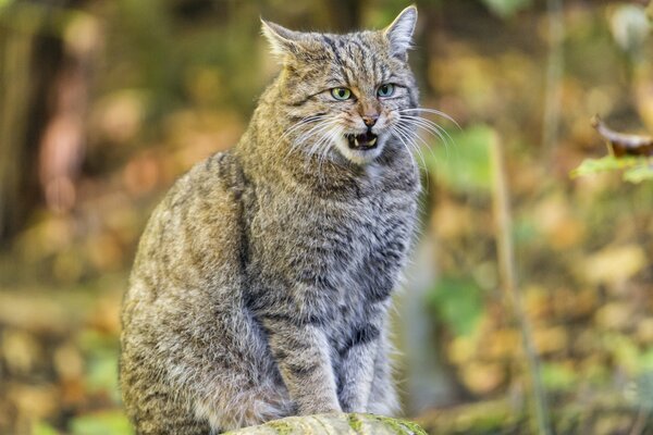 Gatto della foresta seduto su un moncone