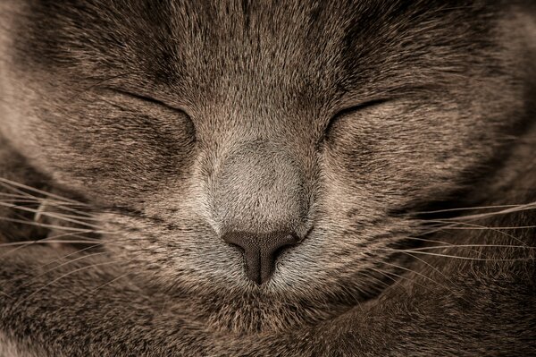Süße reinrassige Katze schläft auf ihren Pfoten