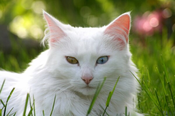Кошка с разноцветными глазами на траве