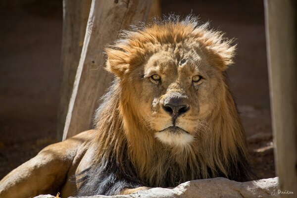 Sévère adulte Lion repose sur la pierre