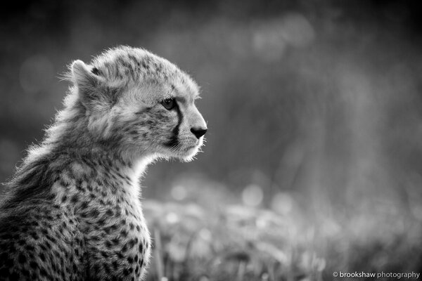 Black and white young cheetah
