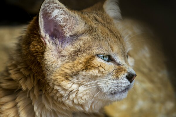 The look of a velvet cat, blue eyes