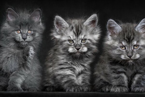 La Trinité grise des chatons Maine Coons