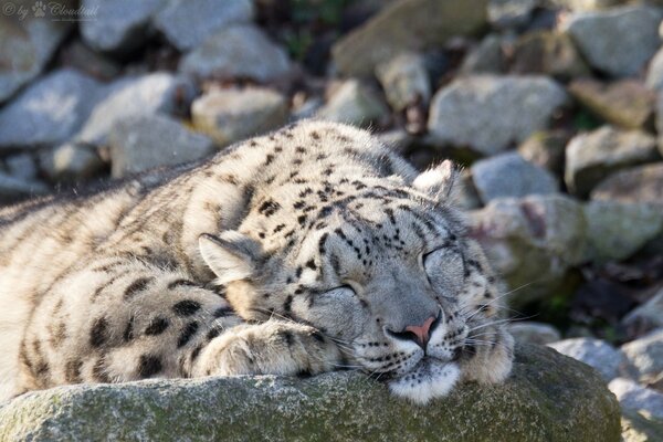 Il leopardo delle nevi dorme dolcemente su una roccia