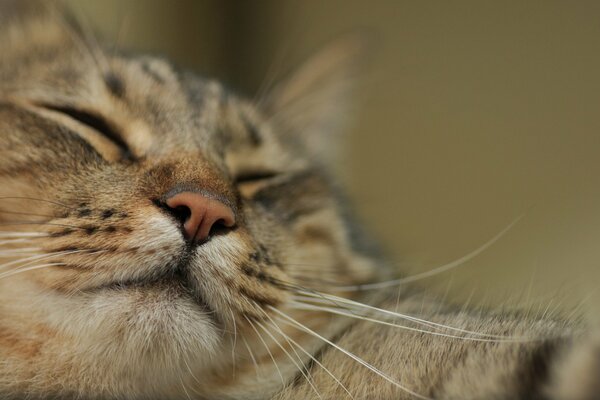 El hocico del gato dormido macro