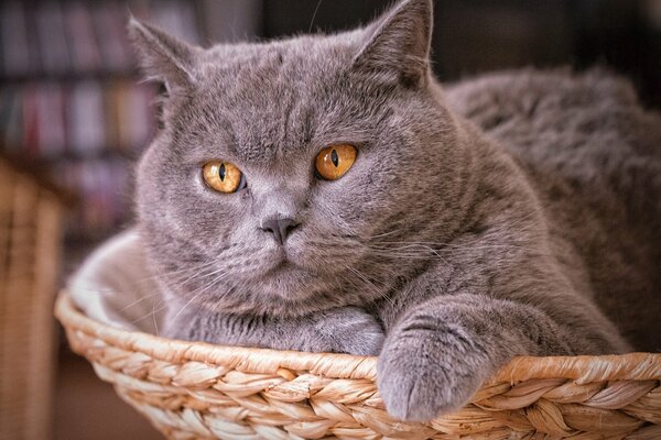 Chat gris se trouve dans le panier