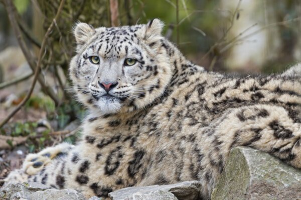 Photo of a brutal snow leopard lying on a rock