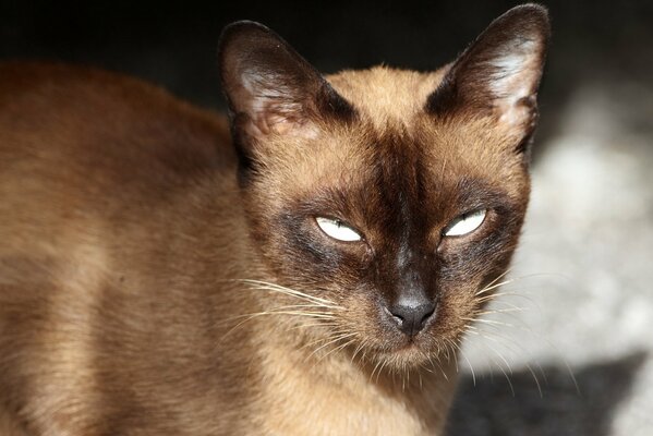 Serious Siamese adult cat squints in the sun