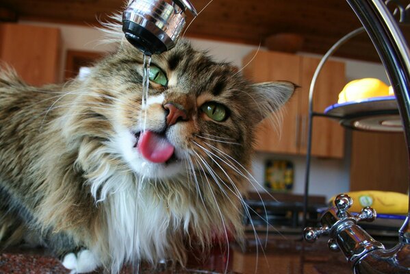 Cat drinks tap water in the kitchen