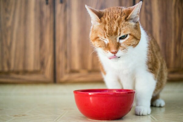 Gatto rosso vicino alla ciotola