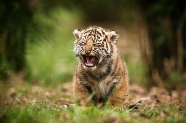 Tigre de Sumatra, cachorro de tigre, gato