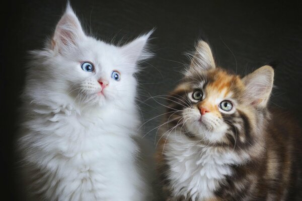 Connaissance des chatons poilus à fourrure