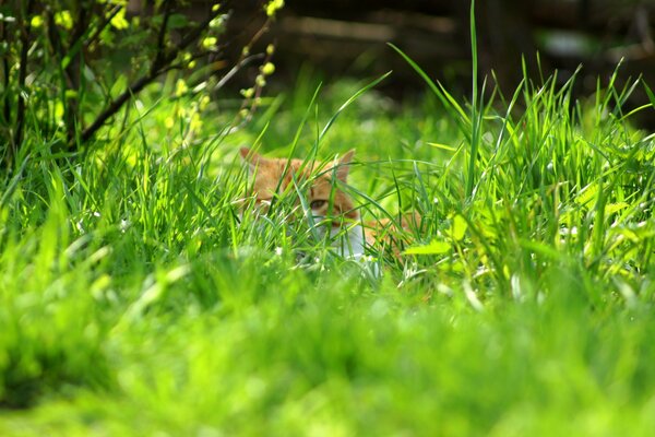 Кот прячется в зелёной траве