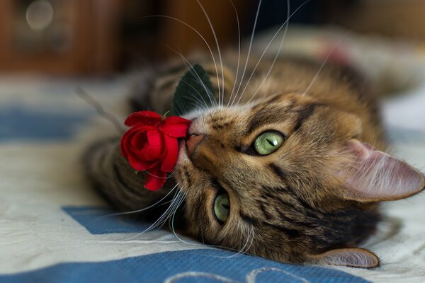 Cat close-up with a red rose in its paws