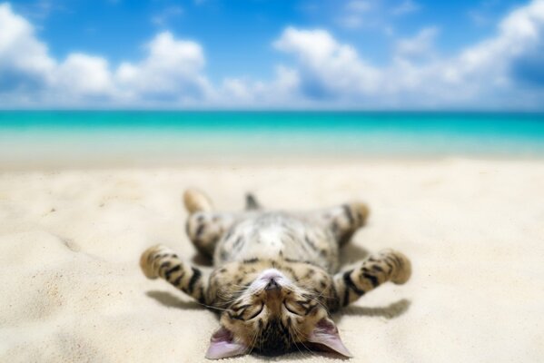 Gatto felice si trova sulla spiaggia sul mare