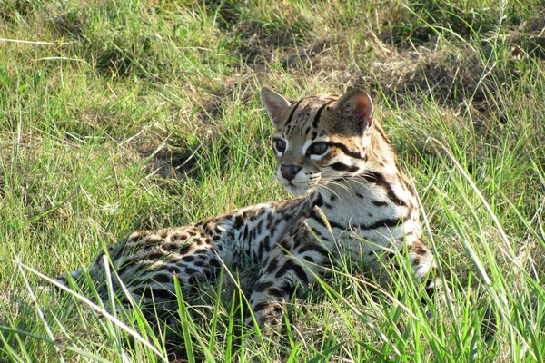 Ozelot im grünen Gras. Raubtier. Fauna