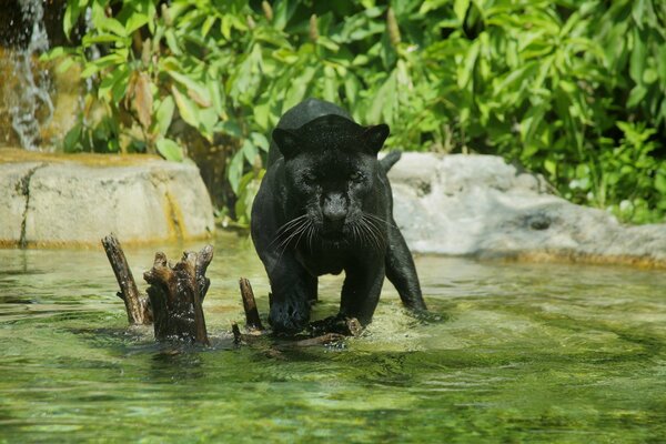 Wild panther swims in the zoo