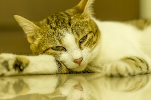 A tired cat is lying on a mirrored table