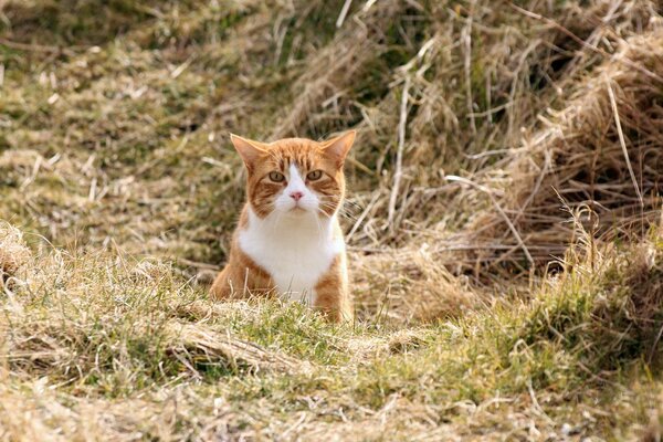 Gato rojo en el campo de caza