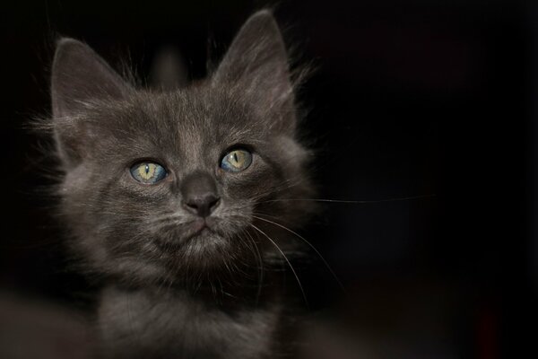 Le chaton gris regarde plaintivement