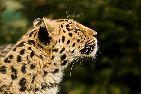 Леопард дикая кошка хищьник морда профиль мех