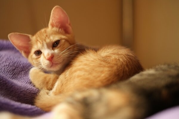 A red-haired cat is lying on the bed