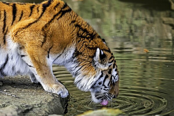 Tigre che beve acqua dal Lago