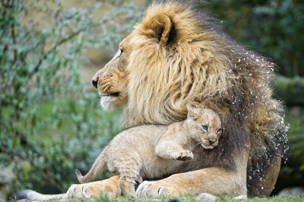 Abbracci gentili. Leone con cucciolo