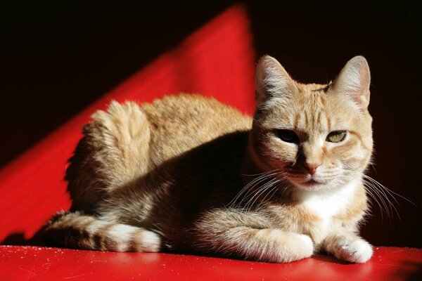 Rote Katze auf rotem Grund. Die Schatten