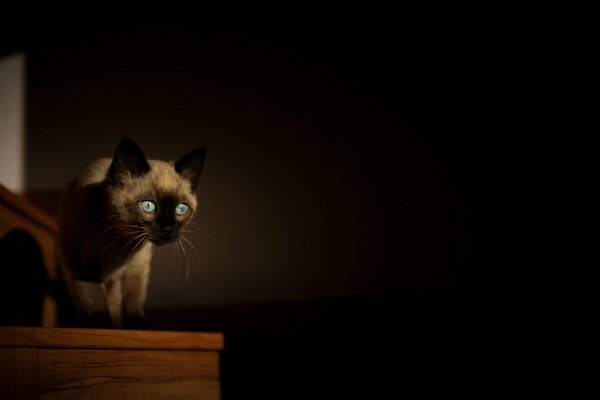 Katze im Zimmer auf schwarzem Hintergrund