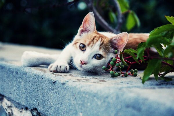 A cat with a beautiful look on the background of berries