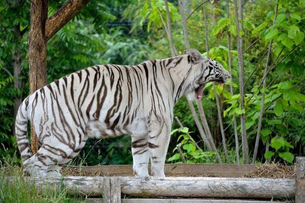Белый тигр огромная кошка