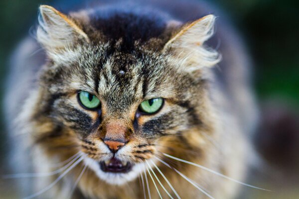 Le regard dur d un énorme chat