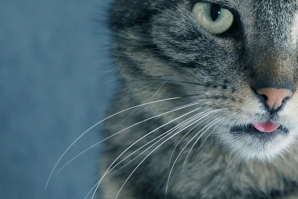 Bigote y mirada de gato gris