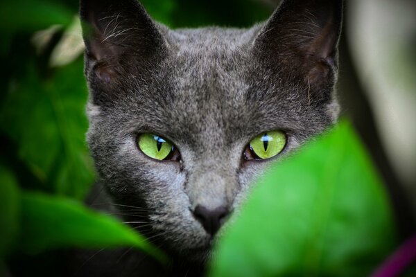 A cat by its nature leaves its fur everywhere