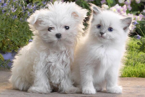 Biały szczeniak i kotek razem
